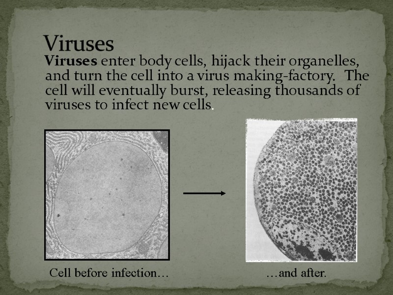 Viruses enter body cells, hijack their organelles, and turn the cell into a virus